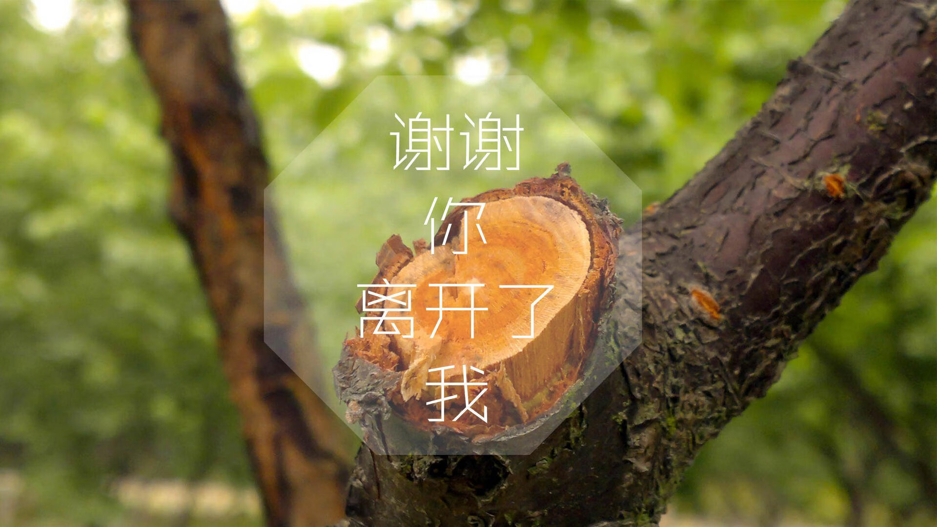 开云官方-“荒野追逐：穿越山谷与沙漠的极速之战”，荒野追踪电影剧情女主背叛
