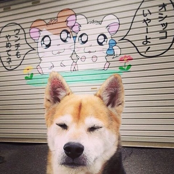 kaiyun xiazai-加拿大队在国际乒联混合团体世界杯的精彩表现回顾,加拿大乒乓球队员名单